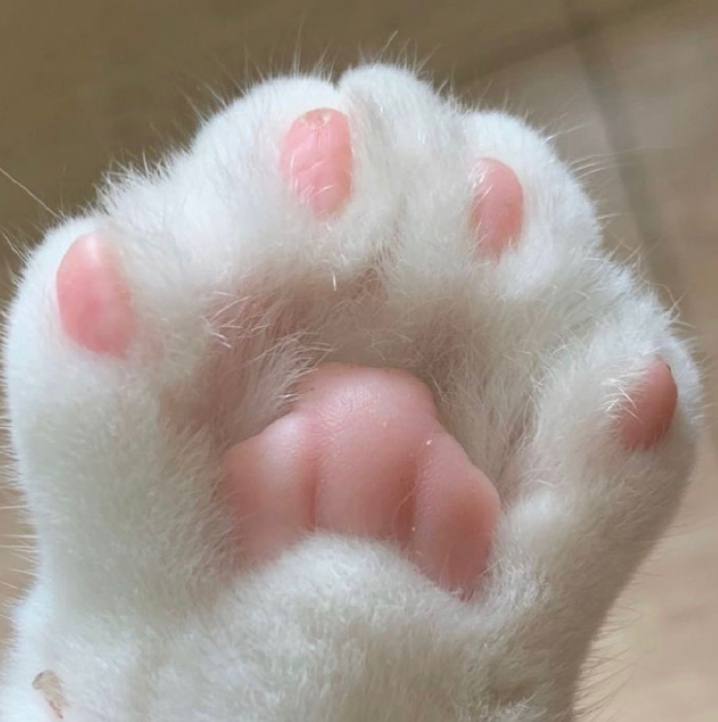 paw